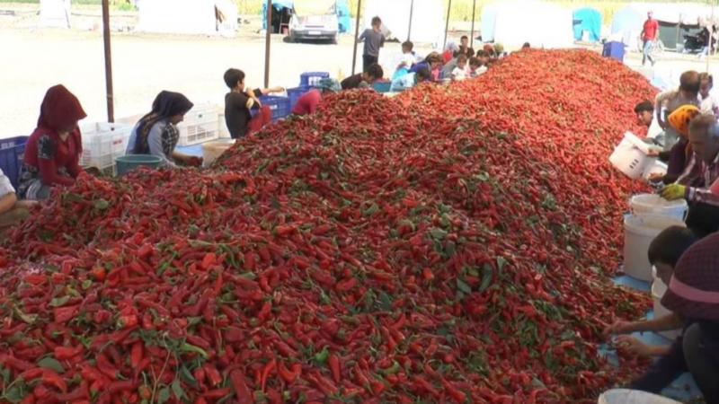Gaziantep’te burada ekmeklerini acıdan çıkartıyorlar…