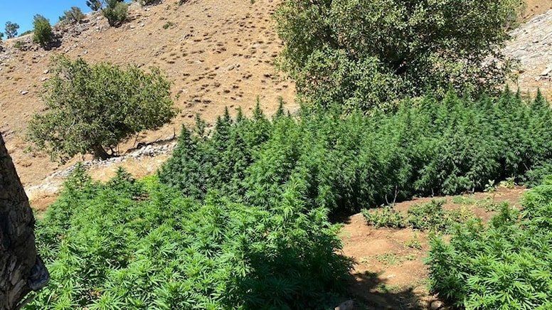Bingöl’de 3 milyon 257 bin kök kenevir ele geçirildi