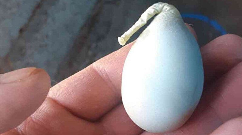 Armuda benzeyen mavi yumurta görenleri şaşırttı: İlk defa böyle bir durumla karşılaştım