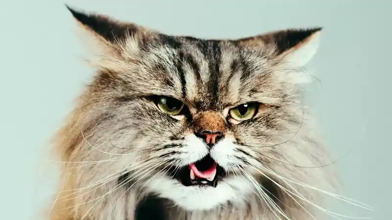 Rüyada Kedi Görmek Ne Anlama Gelir, Neye İşarettir? Rüyada Kedi Görmenin Anlamı, Yorumu