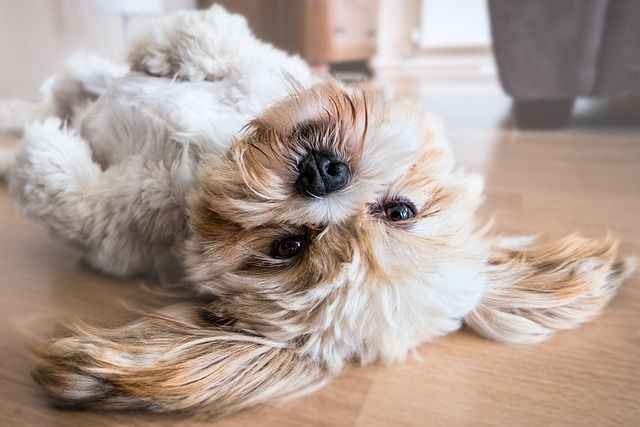 Köpek Sahiplenirken Dikkat Edilmesi Gereken Püf Noktaları