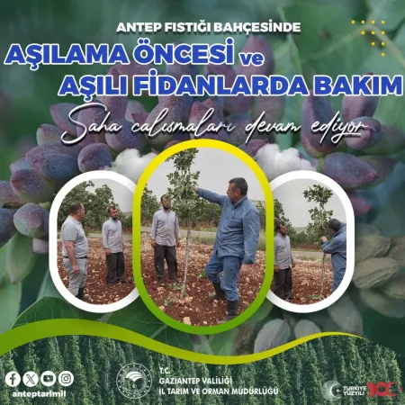 Antep Fıstığı Üreticilerine Bakım Ve Aşılama Teknikleri Konusunda Bilgilendirme