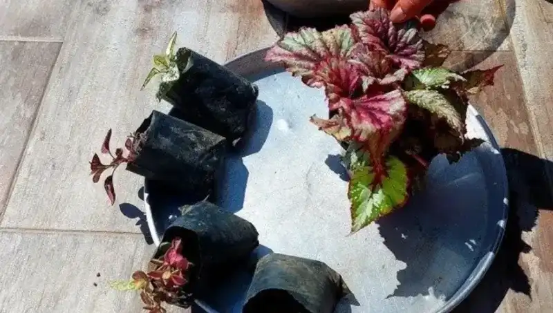 Çiçeklerinizi Bitlerden Kurtarmanın Doğal Yöntemi: Sirke ve Su İle Etkili Çözüm