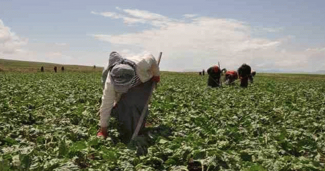 TİGEM, 306 Geçici Mevsimlik İşçi Alımı Yapacak: Başvuru Şartları ve Detaylar