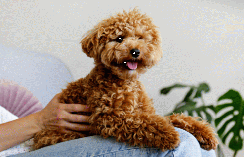 Toy Poodle Özellikleri, Bakımı ve Beslenmesi