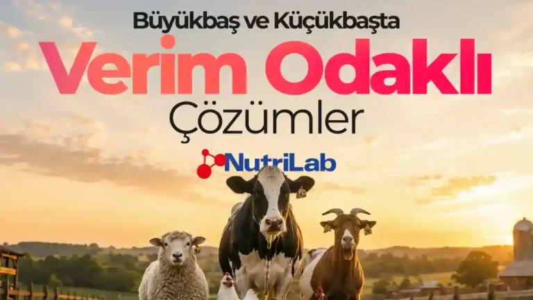 Hayvan Beslemede Yem Analizi Neden Önemlidir?